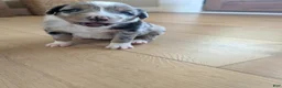 Australian Shepherd dogs for sale: Brownie: Female Merle Standard Australian Shepherd  - Ad 1