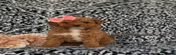 Toy Poodle dogs for sale: Sienna - Ad 2