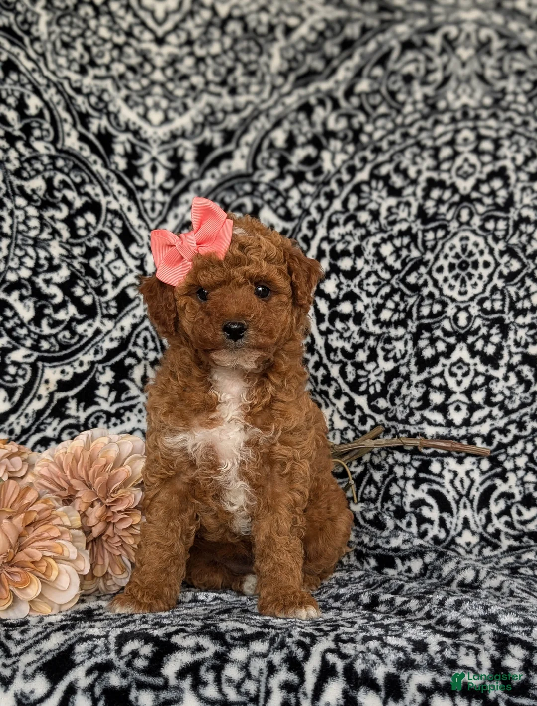 Toy Poodle dogs for sale: Sienna - Ad 2