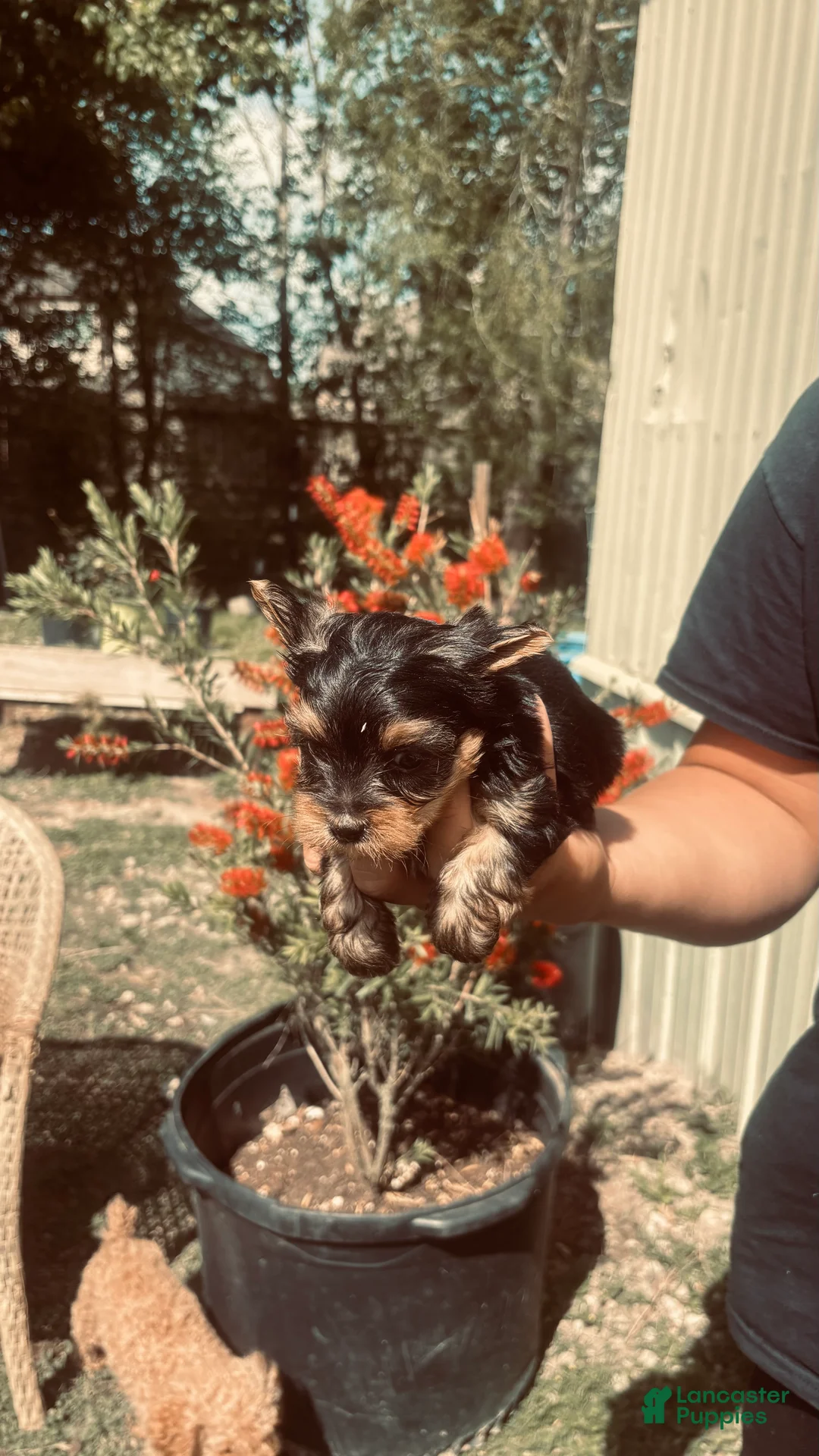 Yorkshire Terrier dogs for sale: Yorkshire Terrier Puppy 1 - Ad 2