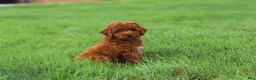 Miniature Poodle dogs for sale: Finn - Ad 8