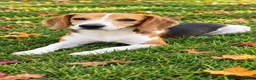 Beagle dogs for sale: Ollie Belle - Ad 22