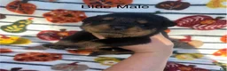 Rottweiler dogs for sale: Male - Ad 4