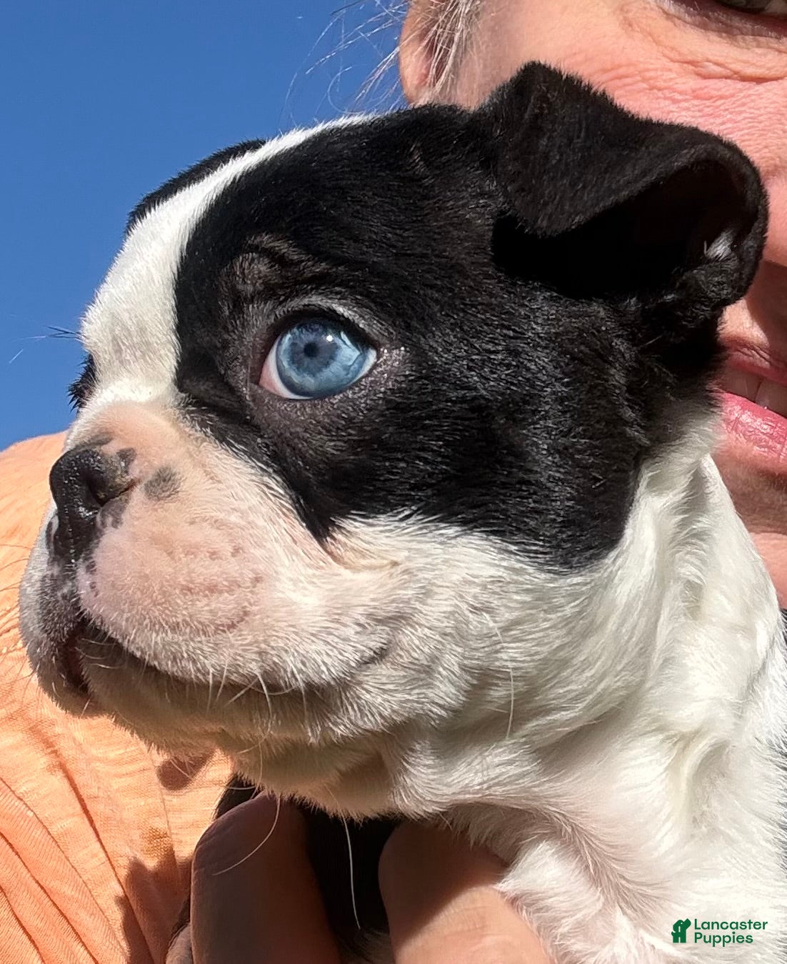 Boston Terrier dogs for sale: Boston Terrier 2 - Ad 1