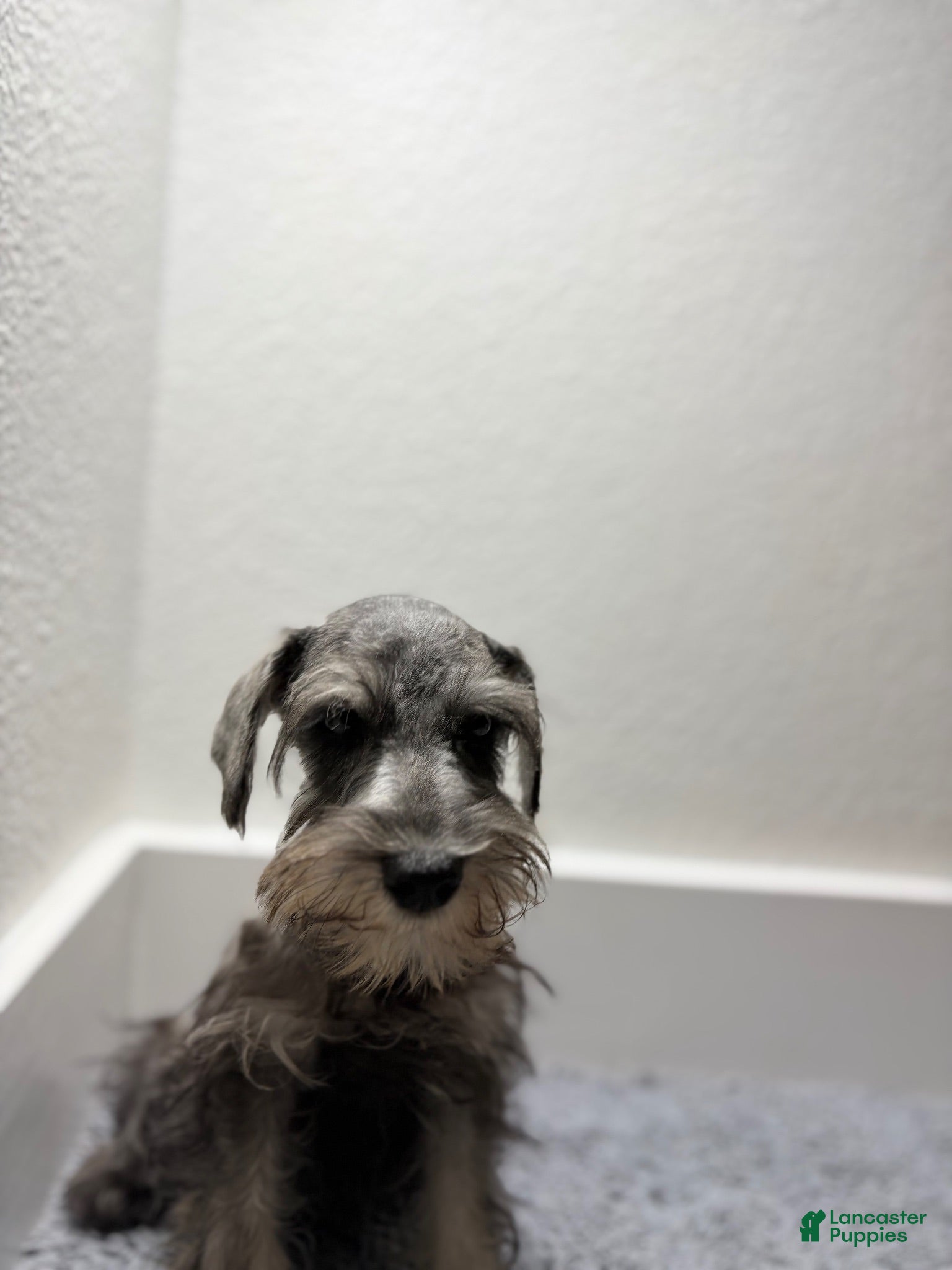 Miniature Schnauzer dogs Miniature Schnauzer 1 - Ad 27