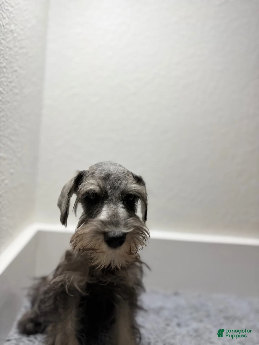 Miniature Schnauzer dogs for sale: Miniature Schnauzer 1 - Ad 1