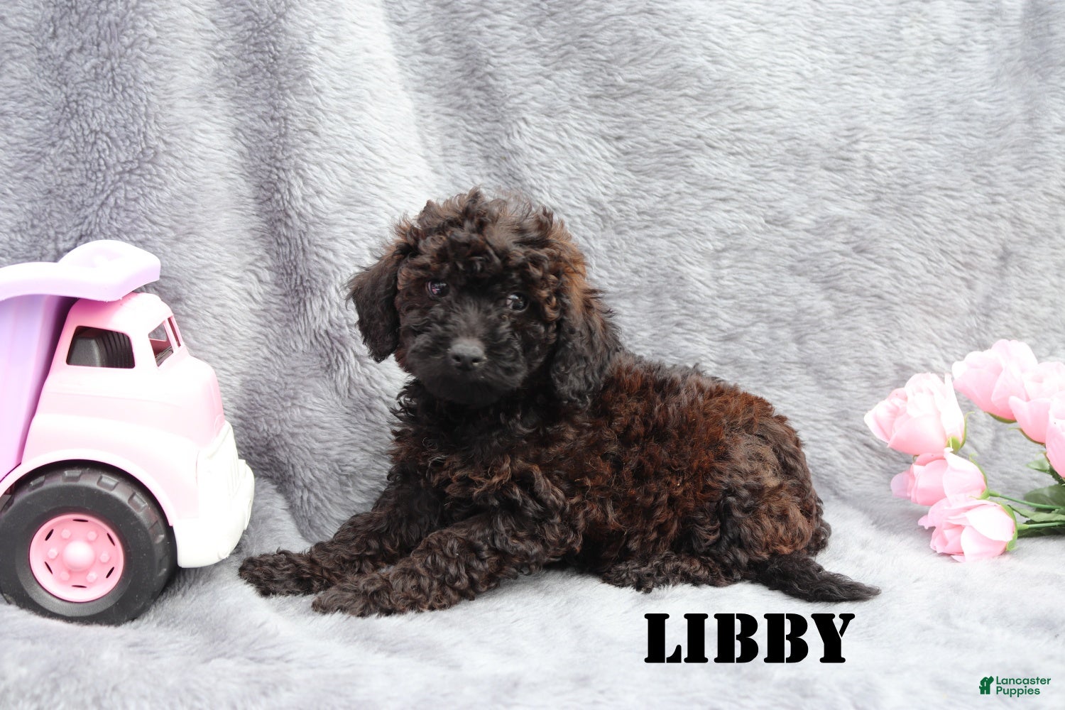 Mini Goldendoodle dogs Libby - Ad 1