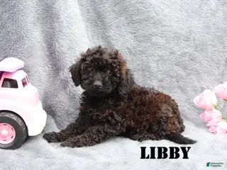 Mini Goldendoodle dogs for sale: Libby - Ad 4