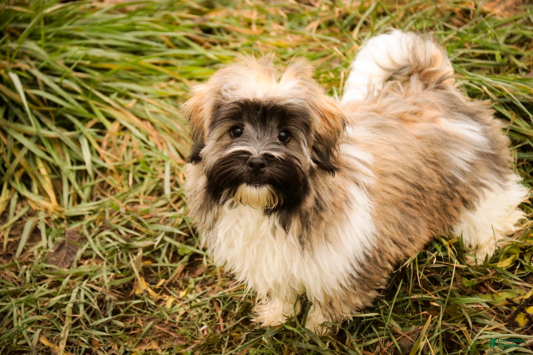 Havanese dogs for sale: Hoosier - Ad 3