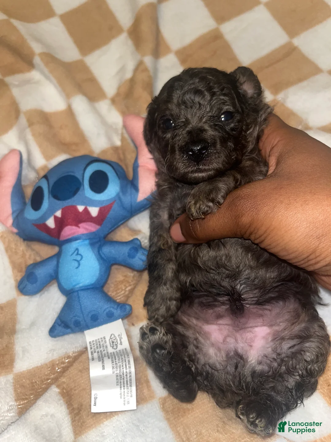 Yorkiepoo dogs for sale: Stitch - Ad 2