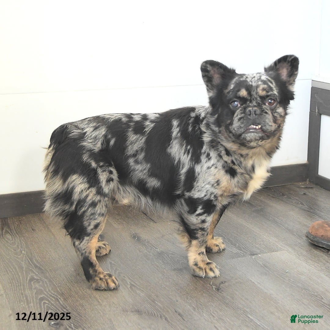 French Bulldog dogs for sale: Ashley - Ad 7