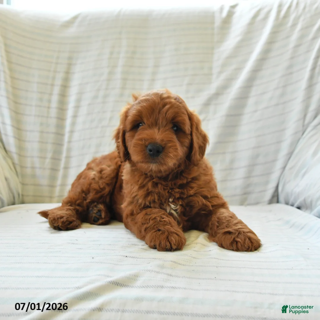 Mini Goldendoodle dogs for sale: Leo - Ad 1
