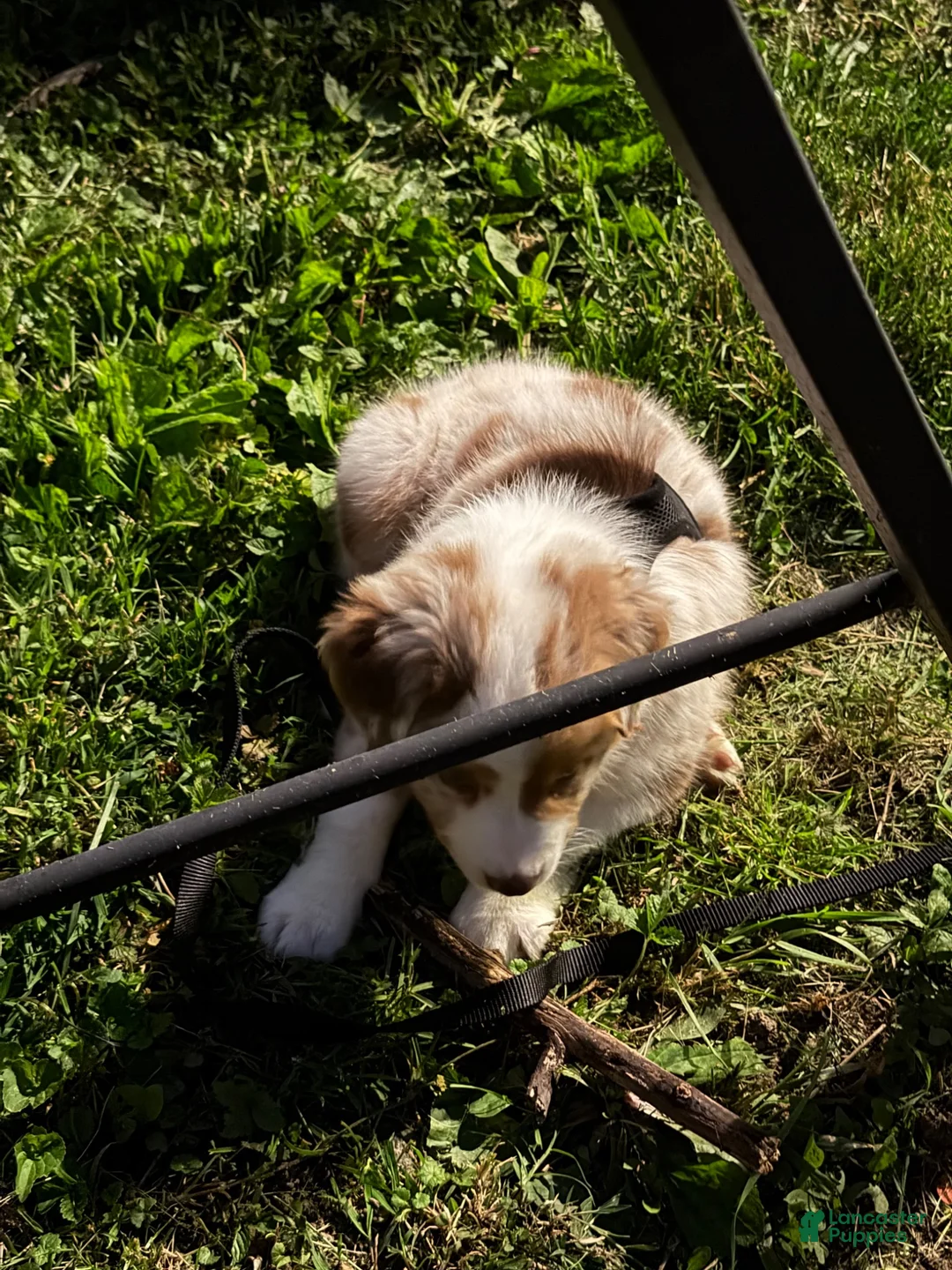 Miniature Australian Shepherd dogs for sale: Miniature Australian Shepherd 1 - Ad 2