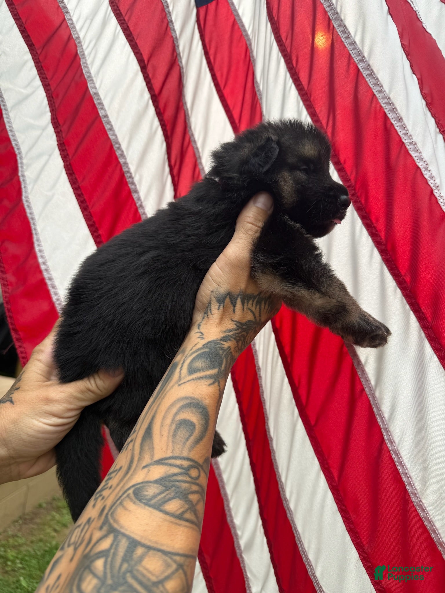 German Shepherd dogs Bear - Ad 2