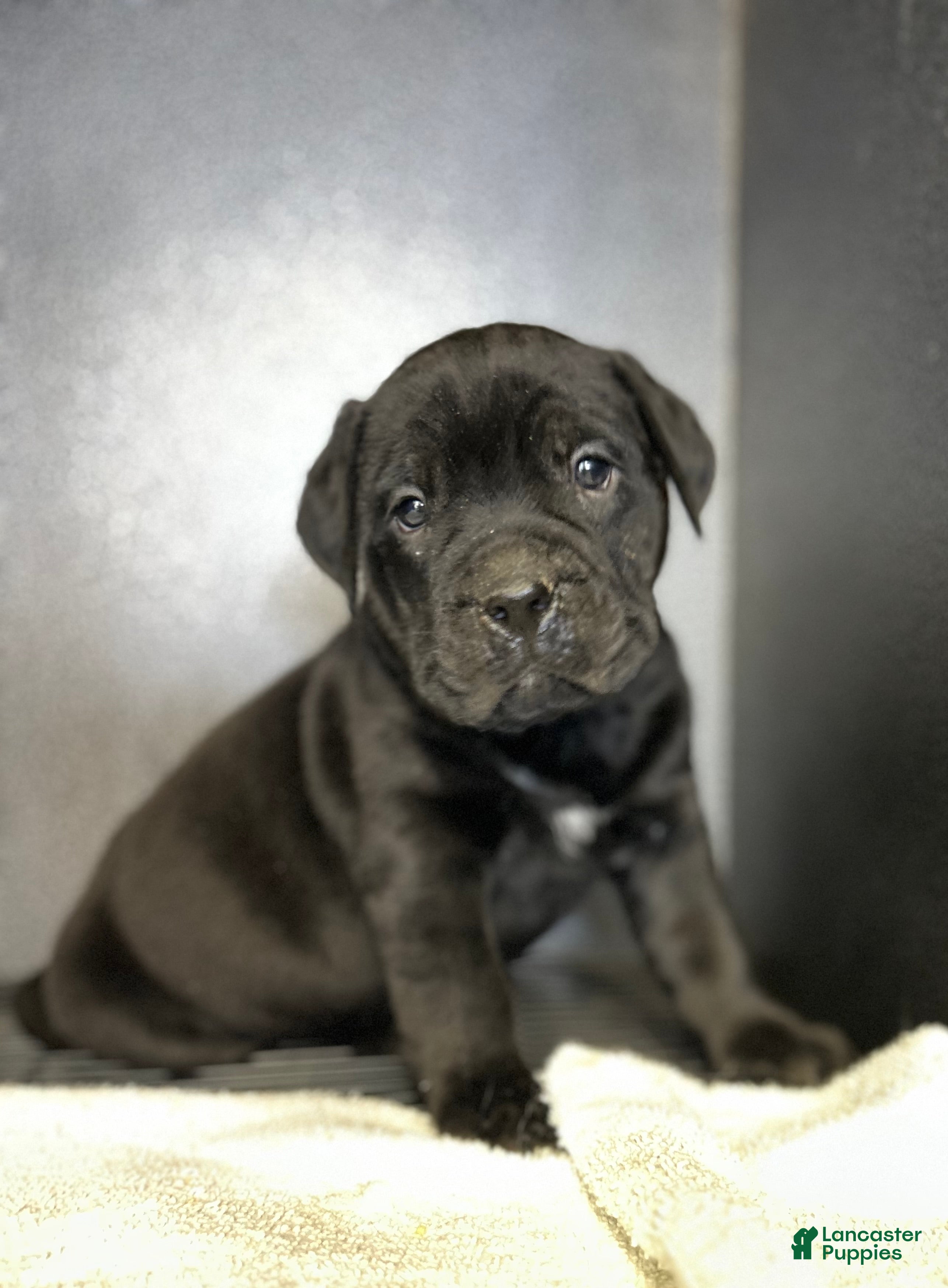 Mixed Breed dogs Biggie - Ad 36