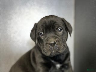 Mixed Breed dogs Biggie - Ad 36