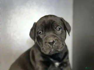 Mixed Breed dogs Biggie - Ad 37