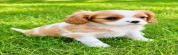 Cavalier King Charles Spaniel dogs for sale: Cavalier King Charles Spaniel (Winston) - Ad 3