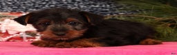 Yorkshire Terrier dogs for sale: Mitch - Ad 5