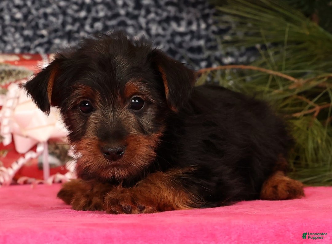 Yorkshire Terrier dogs for sale: Mitch - Ad 5