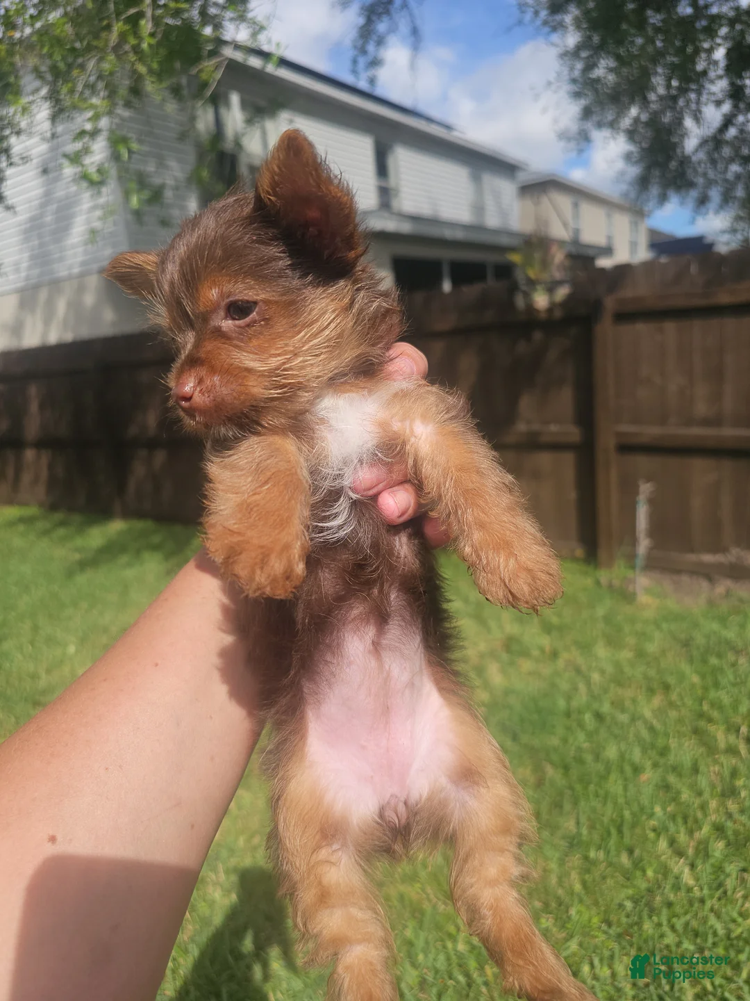 Yorkshire Terrier dogs for sale: Yorkshire Terrier Puppy teacup coco - Ad 1