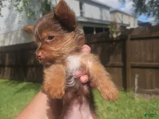 Yorkshire Terrier dogs Yorkshire Terrier Puppy teacup coco - Ad 42