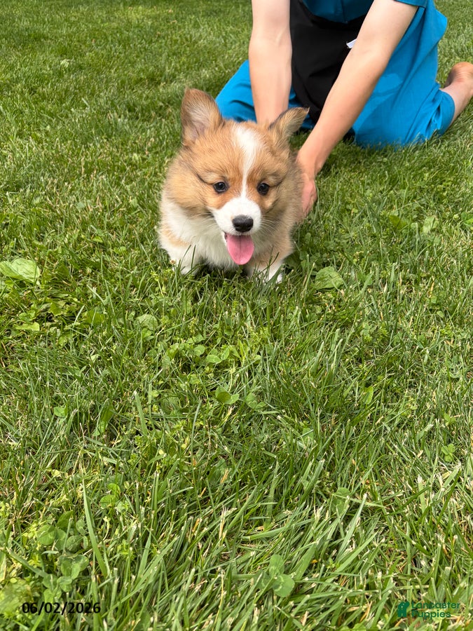 Welsh Corgi Pembroke dogs for sale: Drake - Ad 5