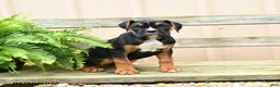 Boxer dogs for sale: Truffle  - Ad 3