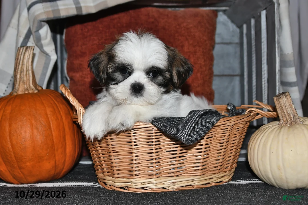 Shih Tzu dogs for sale: Zander - Ad 1