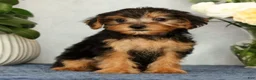 Yorkiepoo dogs for sale: Marsha - Ad 7