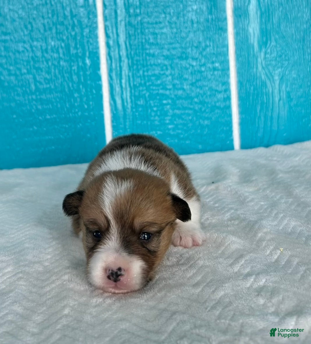 Welsh Corgi Pembroke dogs Bruno Welsh Corgi Pembroke Puppy  - Ad 1