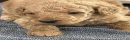 Mini Goldendoodle dogs for sale: Girl 4 - Ad 1