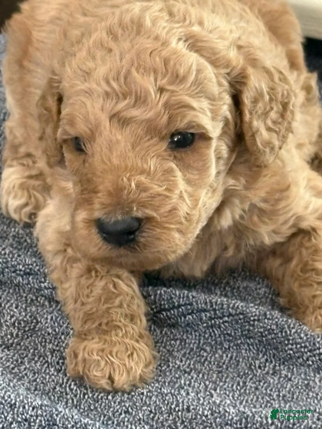 Mini Goldendoodle dogs for sale: Girl 4 - Ad 1