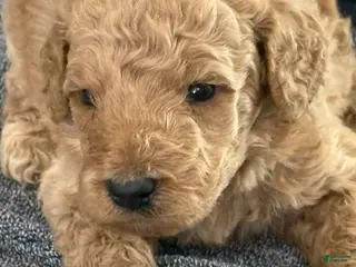 Mini Goldendoodle dogs Girl 4 - Ad 14
