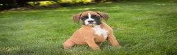 Boxer dogs for sale: Brinley - Ad 3