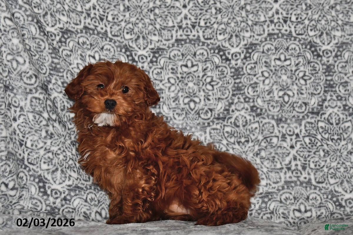 Cavapoo dogs Shelley - Ad 19
