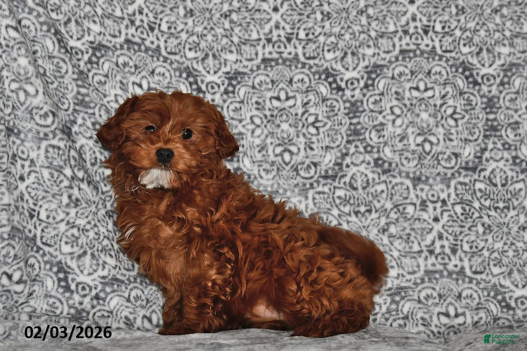 Cavapoo dogs for sale: Shelley - Ad 1
