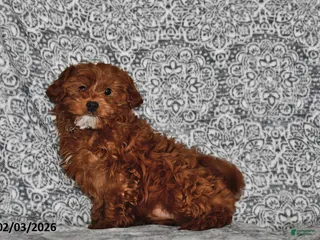 Cavapoo dogs Shelley - Ad 19