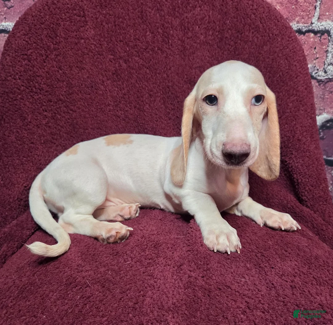 Miniature Dachshund dogs for sale: Mason - Ad 2