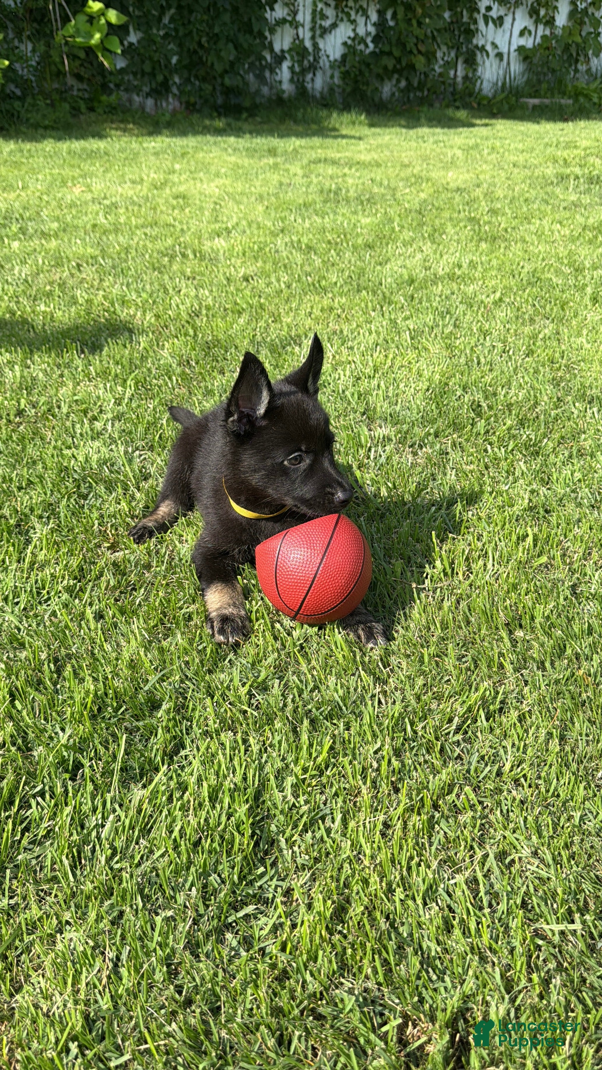 Gerberian Shepsky dogs Xena - Ad 1