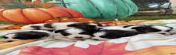 Mixed Breed dogs for sale: Mixed Breed 5 - Ad 4