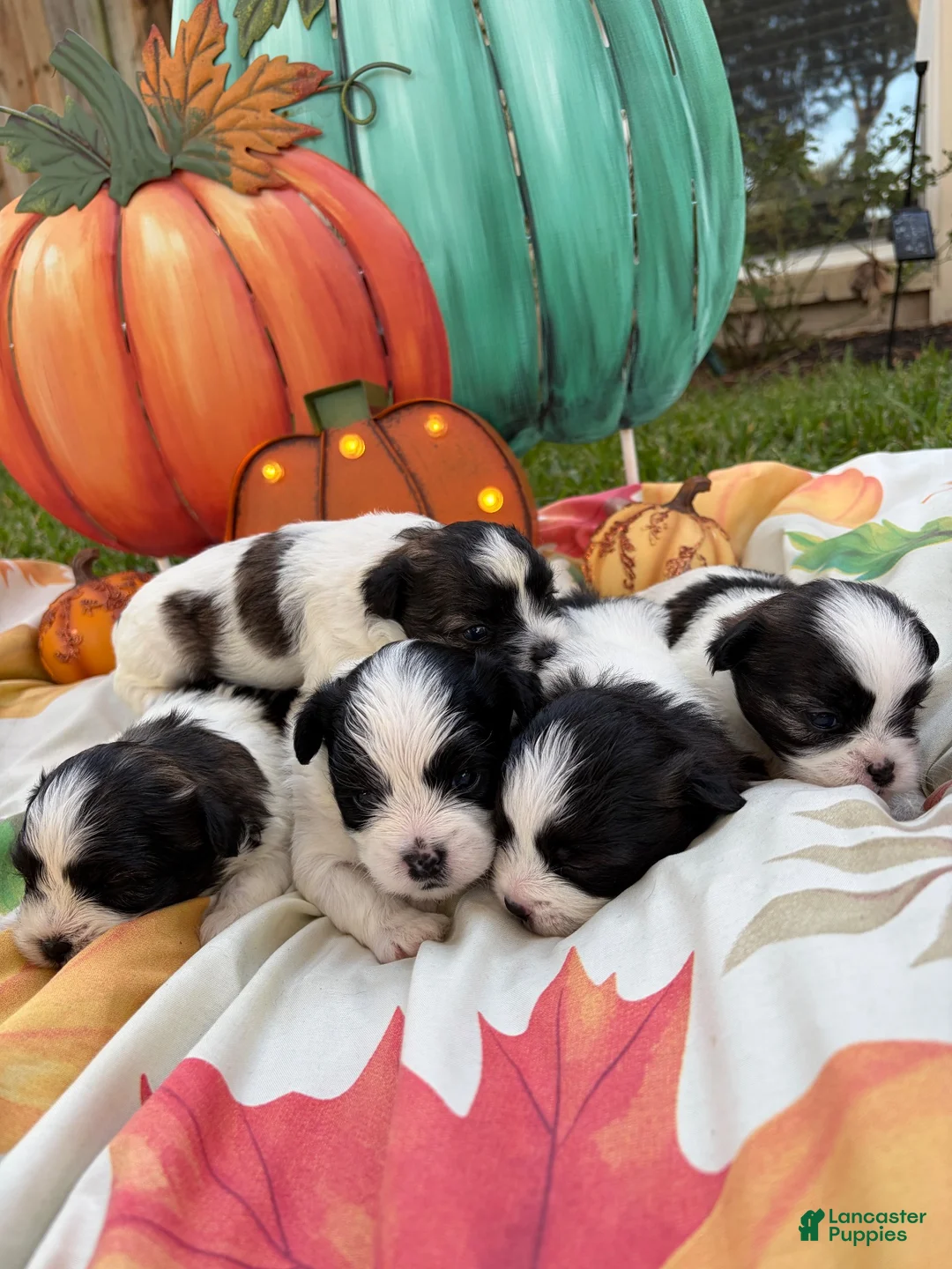 Mixed Breed dogs for sale: Mixed Breed 5 - Ad 4