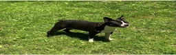 Boston Terrier dogs for sale: SALE PENDING - Ad 9