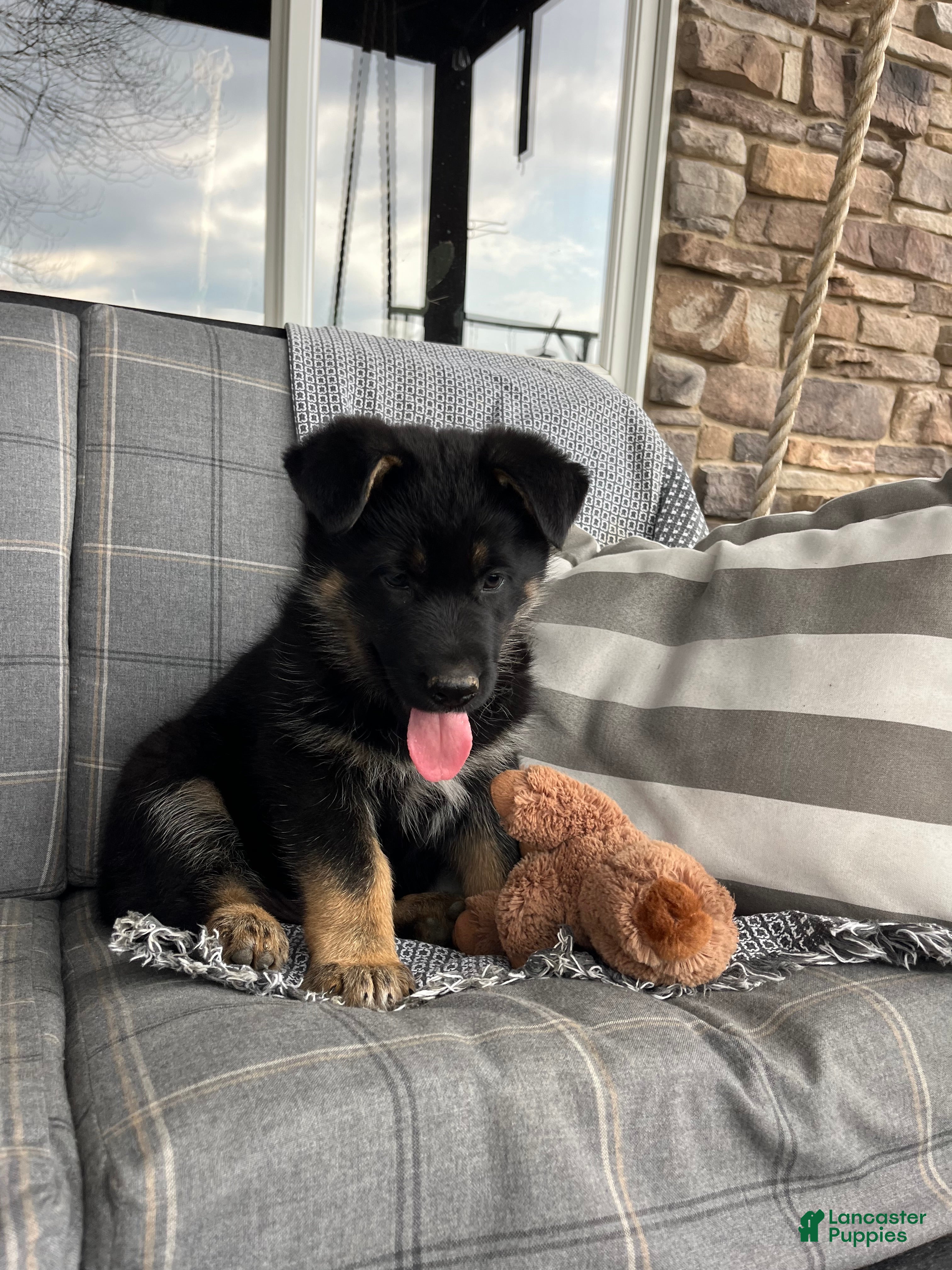 German Shepherd dogs River - Ad 1