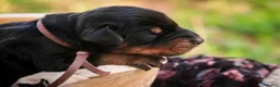 Doberman Pinscher dogs for sale: Delphine - Ad 6