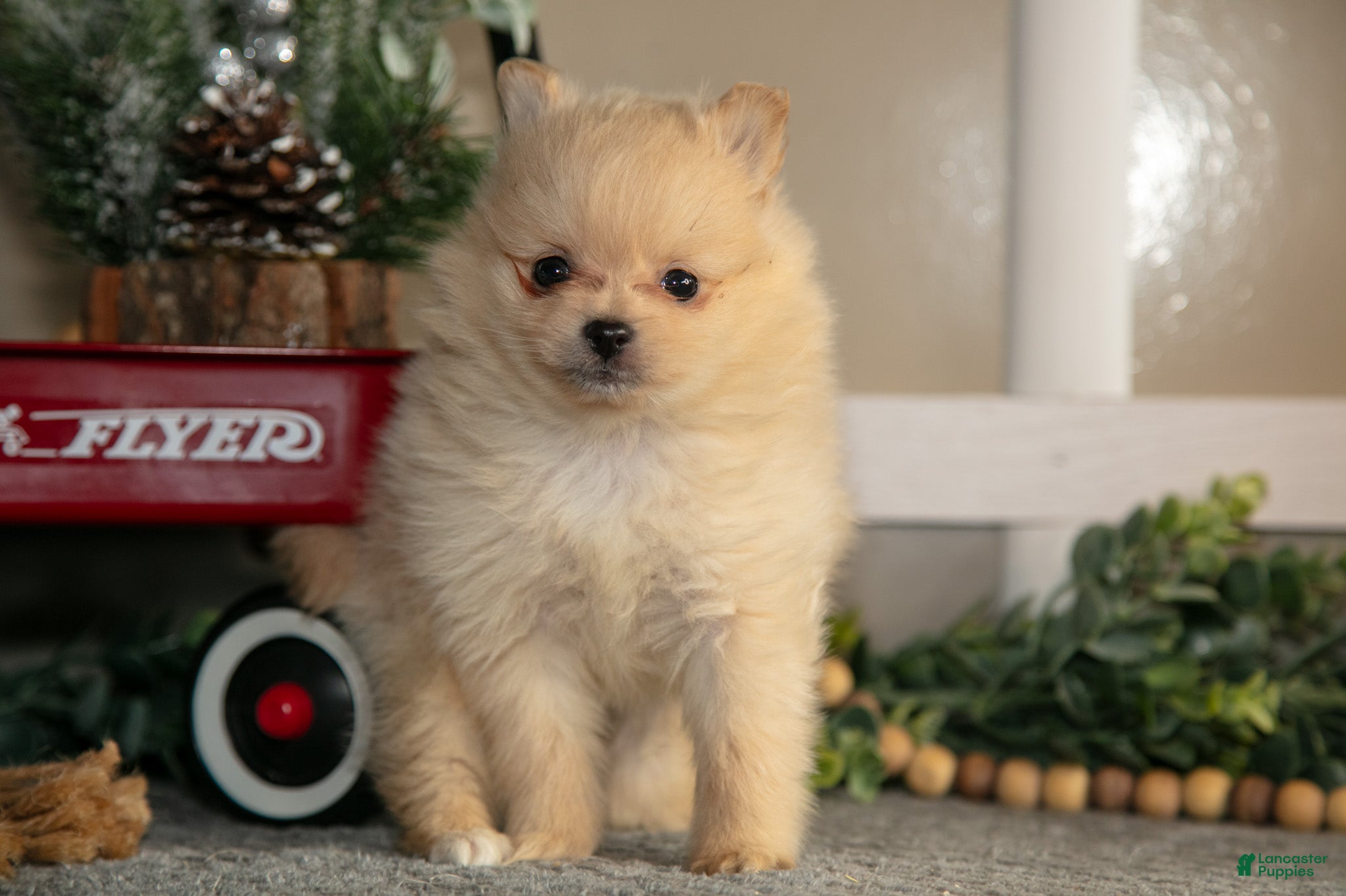 Pomeranian dogs Zeke - Ad 6
