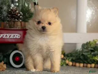 Pomeranian dogs Zeke - Ad 21