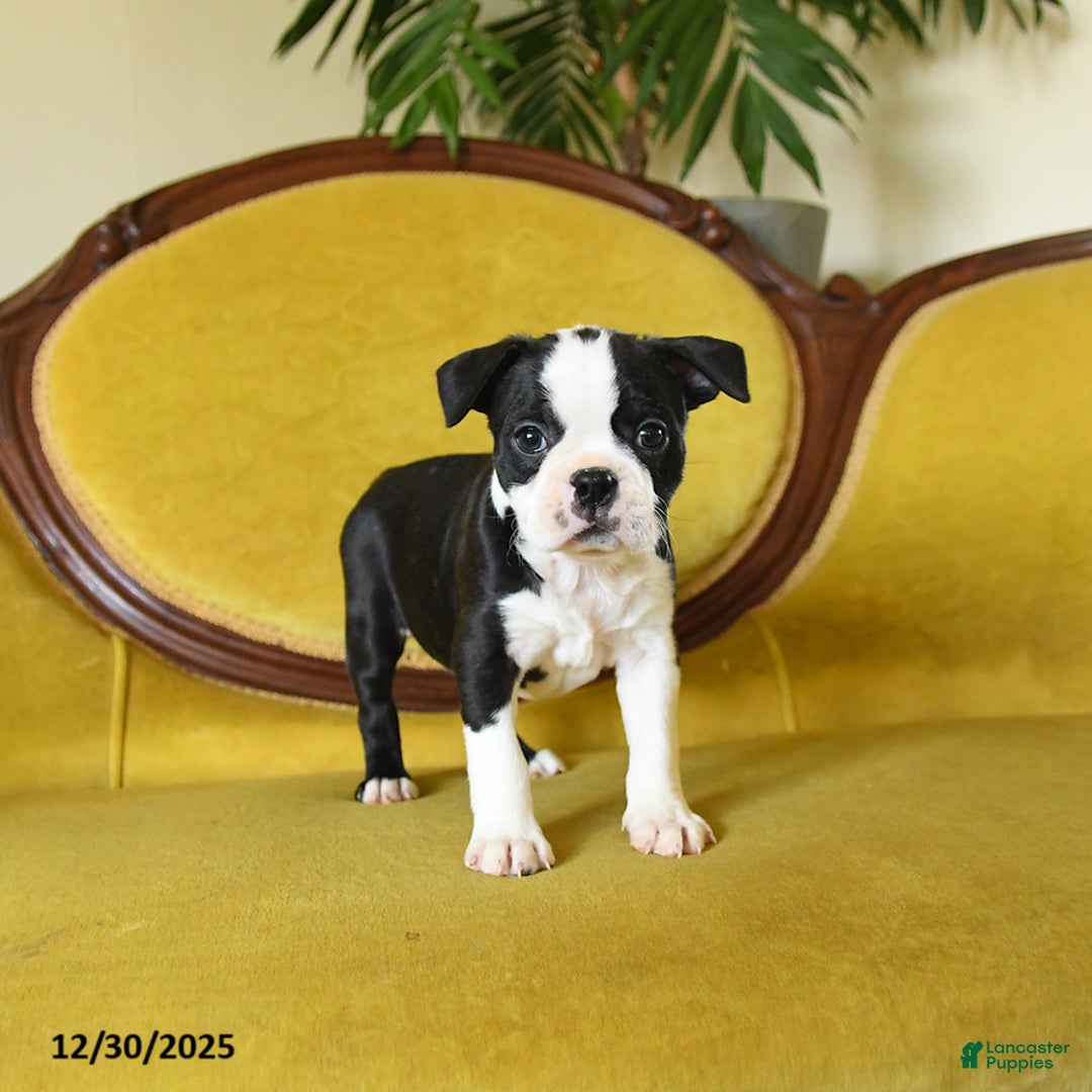 Boston Terrier dogs for sale: Jingles - Ad 9