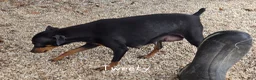 Miniature Pinscher dogs for sale: AKC Cosmo  - Ad 7