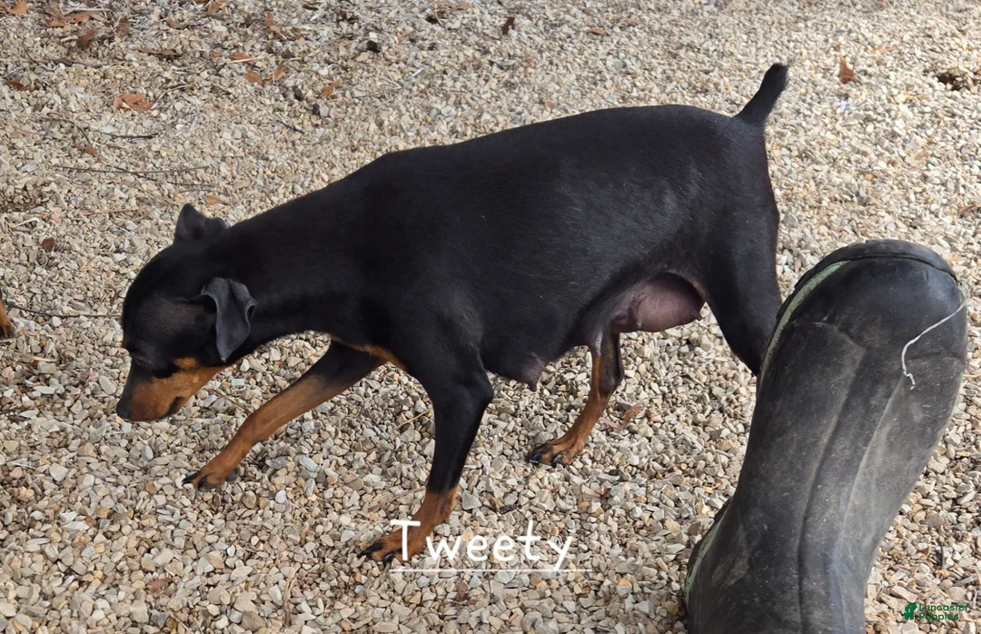 Miniature Pinscher dogs for sale: AKC Cosmo  - Ad 7